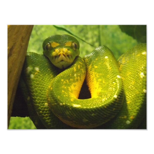 Foto Impressão de Python Árvore Verde (Frente)