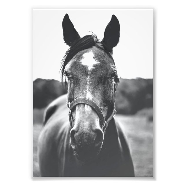Foto Impressão de Retrato de Cavalo Negro e Branco (Frente)