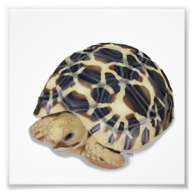 Foto Impressão de Tortoise Estrela (Frente)