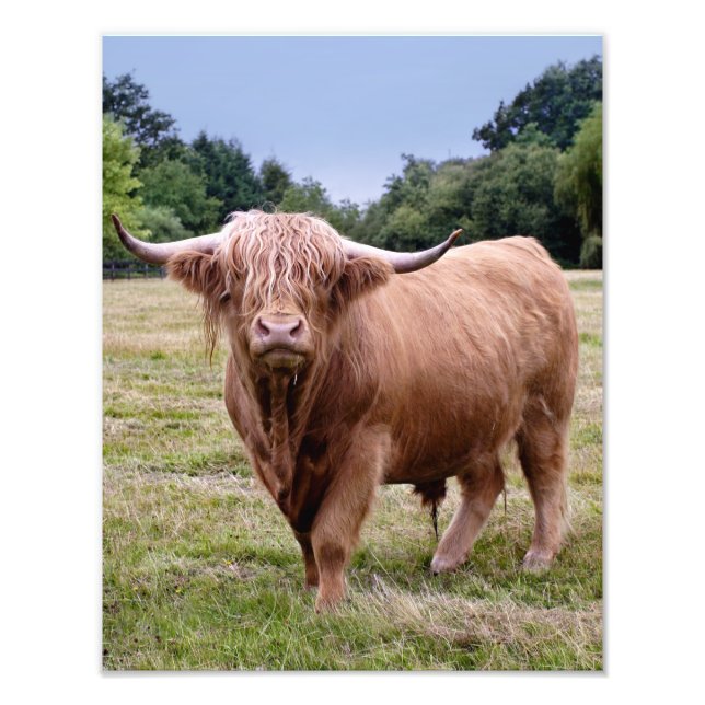 Foto Impressão de Vaca das Terras Altas (Frente)