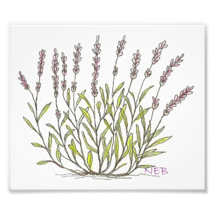 Foto Impressão do esboço da lavanda