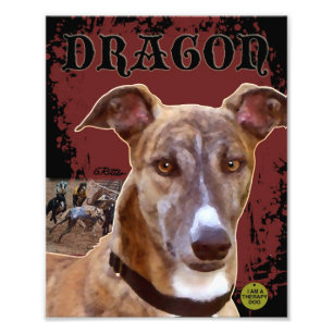 Foto Impressão do galgo do animal de estimação