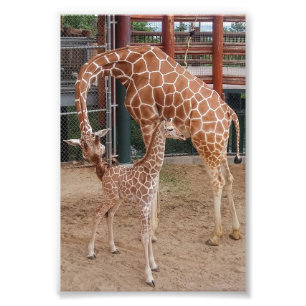 Foto Impressão do Grupo 4X6 nº 8