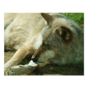 Foto Impressão do lobo cinzento