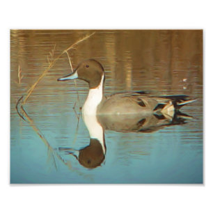 Foto Impressão do pato do arrabio do norte