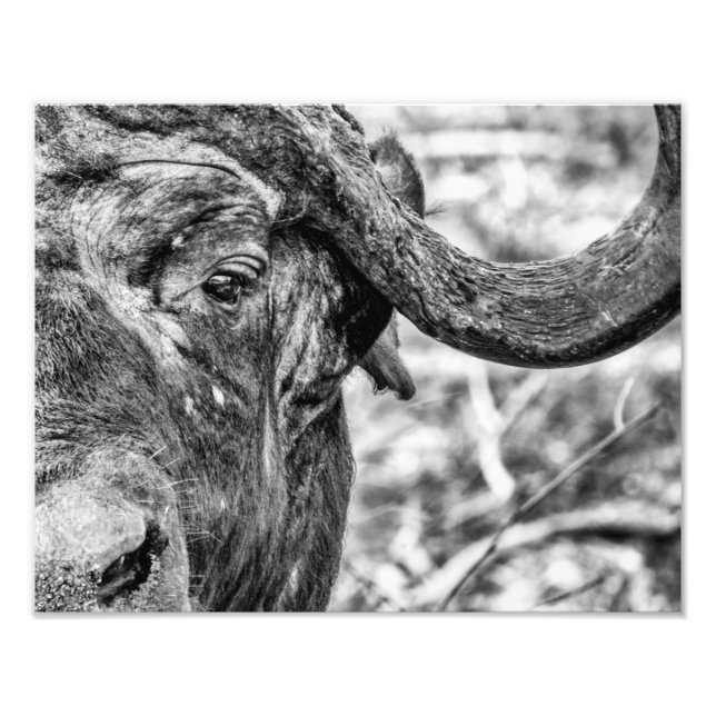 Foto Impressão do Retrato do Cabo Africano Buffalo (Frente)