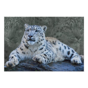 Foto Impressão dos Sonhos do Leopardo da Neve