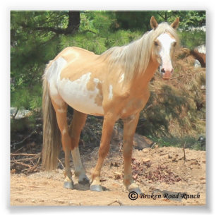 Foto Impressão espanhol selvagem do mustang