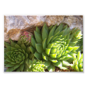 Foto Impressão Fotográfica-Cactus