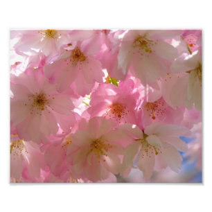 Foto Impressão Fotográfica-Flores de Cerejeira