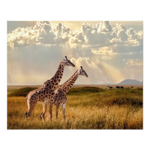 Foto Impressão Fotográfica-Girafa