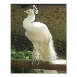 Foto Impressão Fotográfica-Pavão Branco