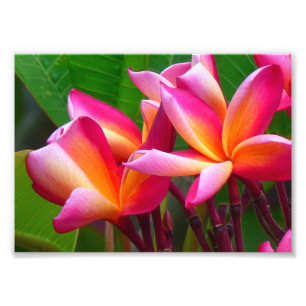 Foto Impressão Fotográfica-Plumerias