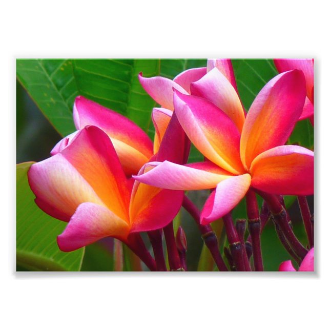 Foto Impressão Fotográfica-Plumerias (Frente)