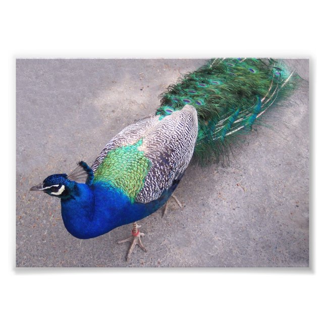 Foto Impressão fotográfico (Frente)