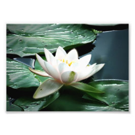 Foto impressão fotográfico 7x5