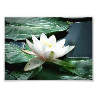 Foto impressão fotográfico 7x5