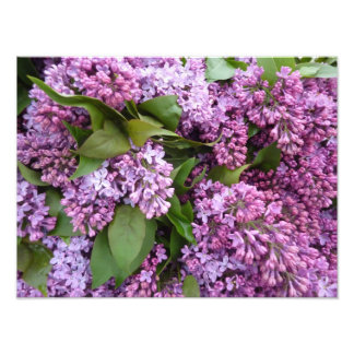 Foto IMPRESSÃO - Lilases em Primavera - França