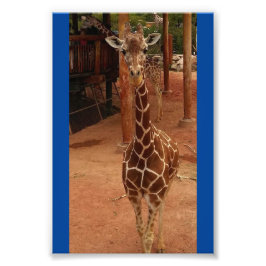 Foto Impressão nº 2 de 4X6