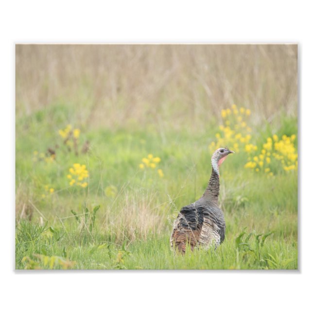 Foto Impressão primavera Turquia - 2 (Frente)