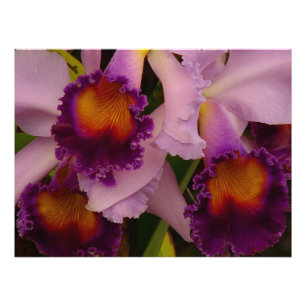 Foto Impressão quadro de Cattleya orquídea híbrida