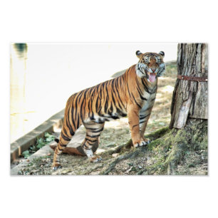 Foto Impressão snarling do tigre
