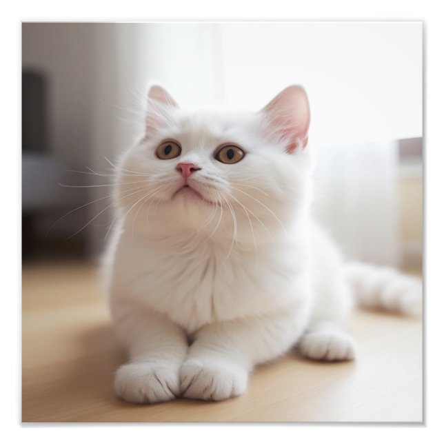 Foto Impressões de Berçário de Gatinhos e Quarto de Cri (Frente)