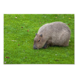 Foto Incrível Animal Capivara