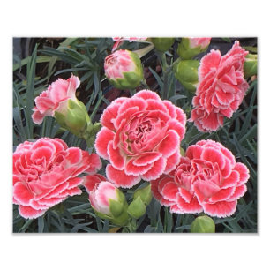Foto Incrível Dianthus