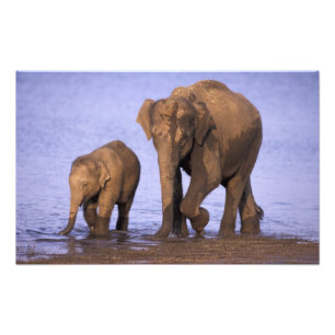 Foto Índia, Parque Nacional Nagarhole. Elefante asiátic