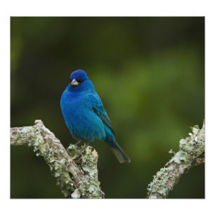 Foto Indigo Bunting, Passerina cyanea, Costeira