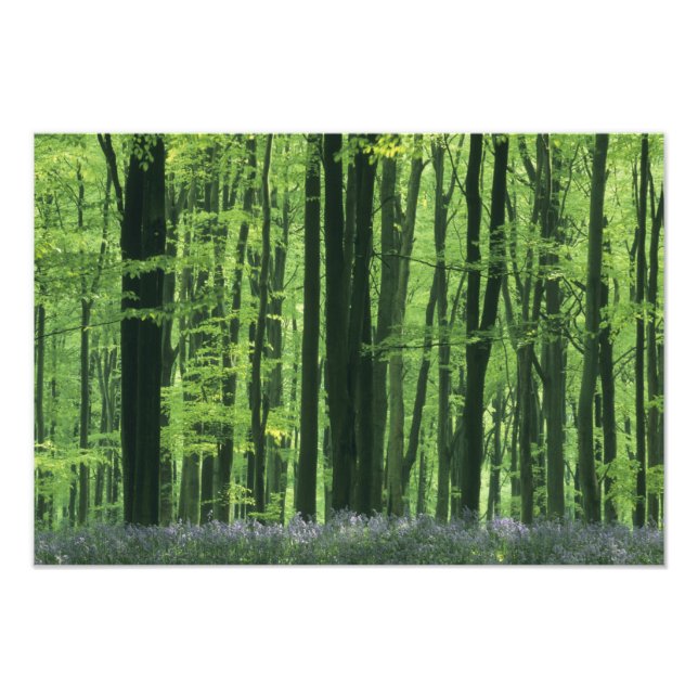 Foto Inglaterra, Beech Forest & Bluebells (Frente)