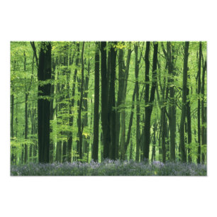 Foto Inglaterra, Floresta de faias e campainhas