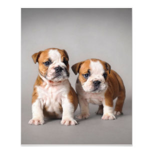 Foto Inglês Bulldog Puppies  Bulldog Casal
