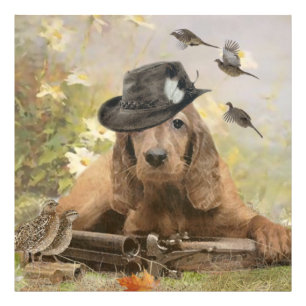 Foto Inglês Cocker Spaniel