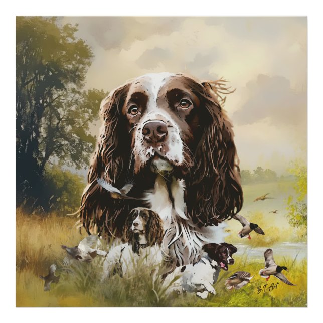 Foto Inglês Springer Spaniel (Frente)
