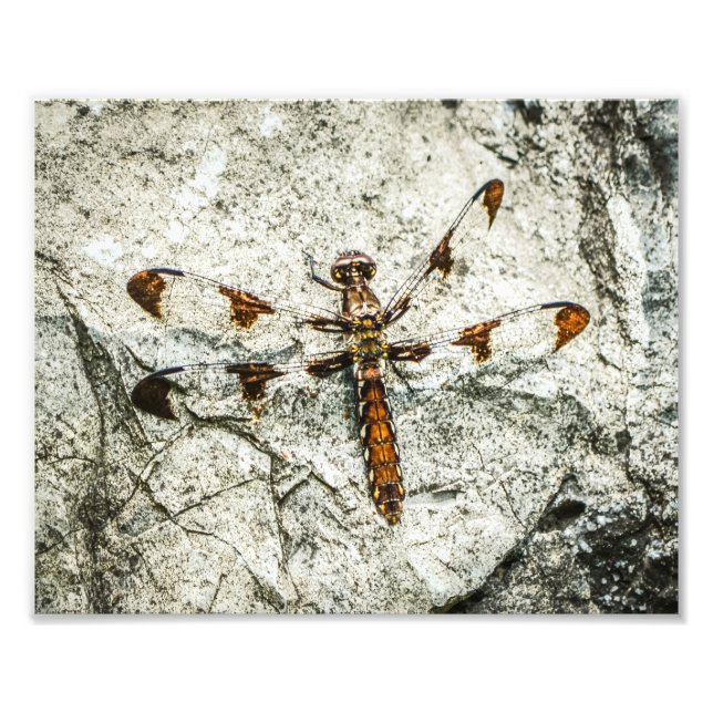 Foto Insetos da Dragonfly Nature (Frente)