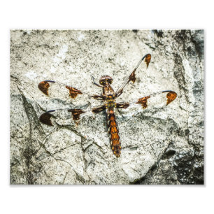 Foto Insetos Da Natureza Da Dragonfly
