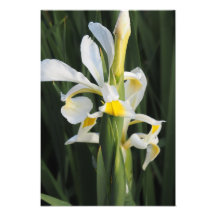 Iris 13"x19"