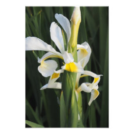 Foto Iris 13"x19"