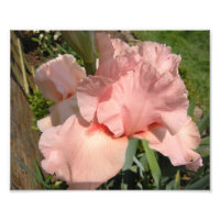 Íris cor-de-rosa