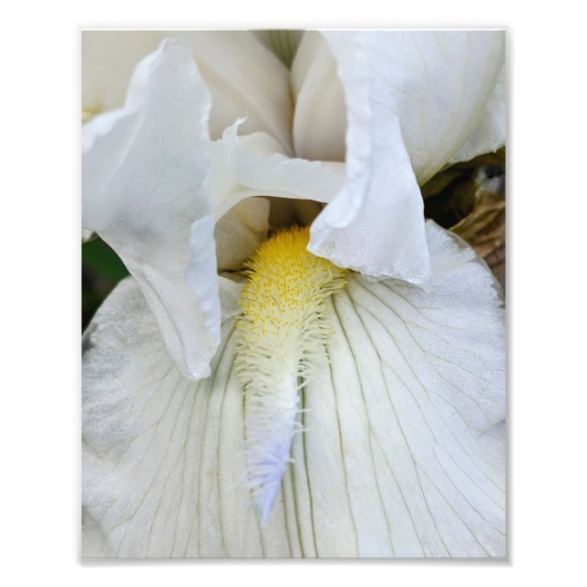 Foto Íris de Barba Branca em Flor Macro (Frente)