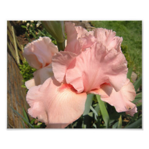 Foto Íris farpada cor-de-rosa