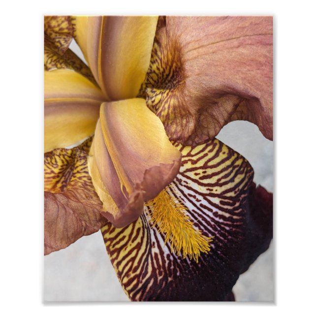 Foto Íris Floral Barbada Amarela e Violeta (Frente)