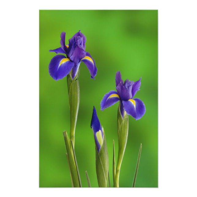 Foto Iris Flowers (Frente)