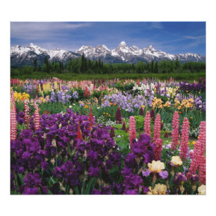 Foto Iris, Jardim Lupine e Faixa de Teton,