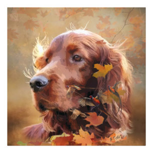 Foto Irish Setter