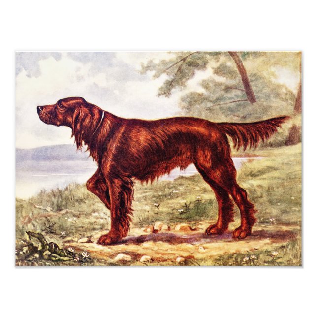 Foto Irish Setter 1900 Ilustração do Cão desportivo (Frente)