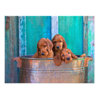 Foto Irish Setter Puppies