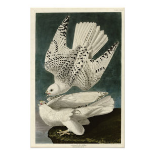Foto Islândia, Jer Falcon, das Aves de Audubon da Améri